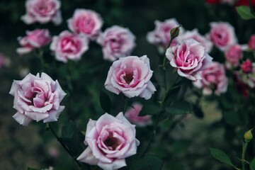 Vibrant pink rose in full bloom in a well-maintained garden