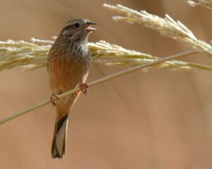 Rock Bunting (Emberiza cia)

A migratory bird in our region. The Buntings are always fun to observe! This one was seen in reeds that formed due to standing water in the arid hilly region.