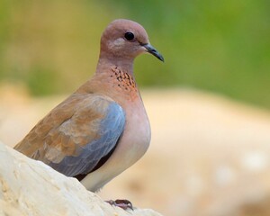 Laughing Dove (Spilopelia senegalensis)

A common species in Pakistan and other countries. Its cooing is very calming to hear.