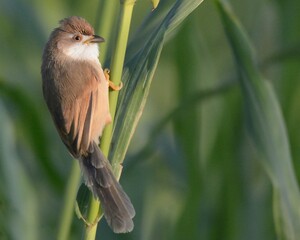 Yellow-eyed Babbler (Chrysomma sinense).

A somewhat uncommon bird in Pakistan. Usually seen near Wetlands of the Indus River.