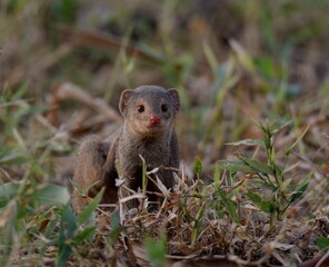 Small India Mongoose (Urva auropunctata)

A common Mongoose found in Pakistan and other countries. They can be somewhat fearless of humans.