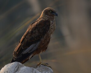 Western Marsh Harrier (Circus aeruginosus)

A winter visitor to the Wetlands and Plains of Pakistan. The adult male is beautiful looking bird. 