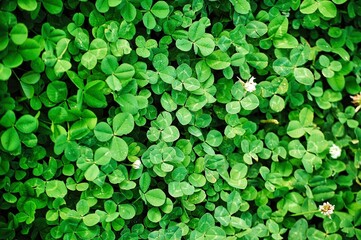 Top view of lush green clover plants on a field