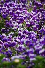 Vertical shot of a garden of blooming purple garden pansy flowers