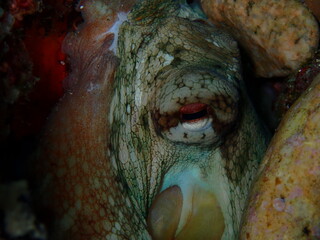 ojo pulpo 5 Tossa