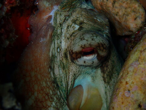 ojo pulpo 5 Tossa