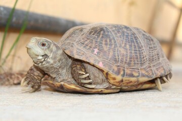 Tortuga de tierra mascota de generación en la familia.