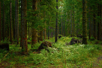 Obraz premium Dark forest near in Oregon in Pacific Northwest.