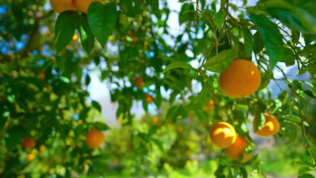 Orange in Soller, Mallorca, Spain