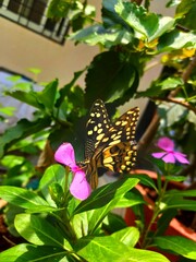 butterfly on flower