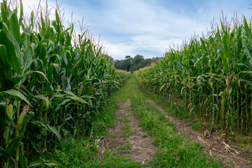 Cornfield with rows of corn ripening in summer.