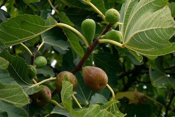 Figs ripening on a fig tree in rural Portugal