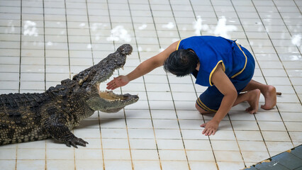 Thai huntsman man feed his hand into big crocodile's mouth at zoo