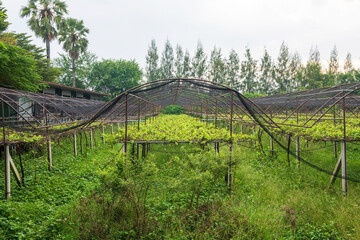 Fototapeta na wymiar Organic vegetable farm in green house in rural of Thailand