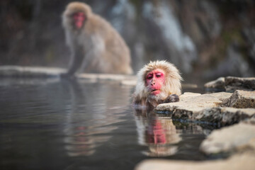 Japanese Snow monkey Macaque bath on hot spring pool, Jigokudani