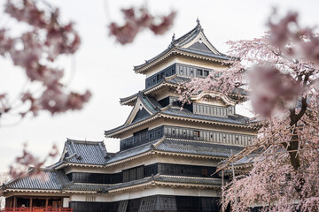 Matsumoto castle with cherry tree or blooming sakura, Nagano