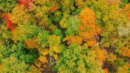 Aerial of the autumn foliage a dense forest in fall colors