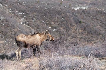 Alaska moose on the Savage River Trail in Denali National Park, Alaska, USA