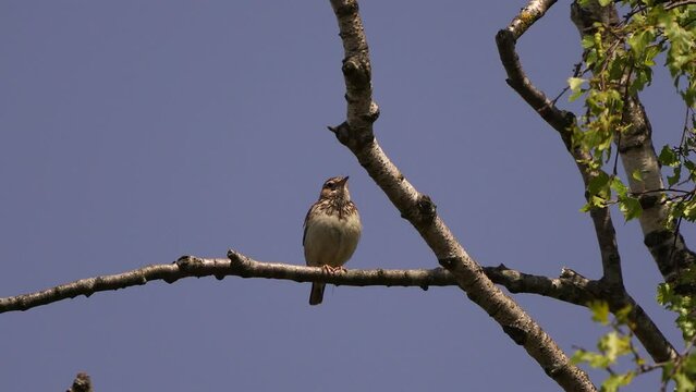 A male woodlark or wood lark (Lullula arborea) singing in the top of a tree