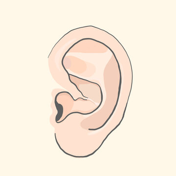 Pabell&oacute;n auricular
