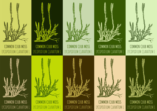 Set of vector drawing RUNNING CLUBMOSS in various colors. Hand drawn illustration. The Latin name is LYCOPODIUM CLAVATUM L.
