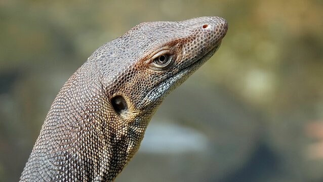 Closeup of a Mertens' water monitor under the natural light with a blurry background