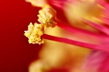 red flower macro