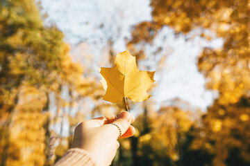 A person holds a yellow autumn leaf in his hand in close-up in sunlight. Autumn leaves in the park. Autumn background.