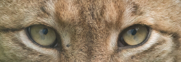 Close up portrait of an eurasiatic lynx. Eyes of a lynx close up.