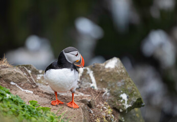 atlantic puffin or common puffin or common puffin
