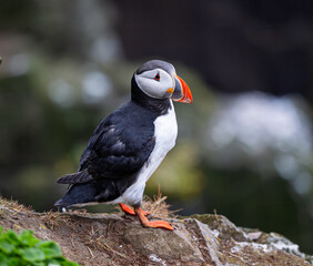 atlantic puffin bird