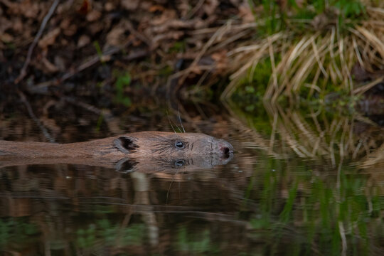 A beaver swimming on a pond in the afternoon. Eurasian beaver (Castor fiber) swimming in a pond.