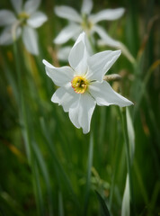 Closeup of Narcissus (Narcissus poeticus Actaea), also known as Daffodil, copy space