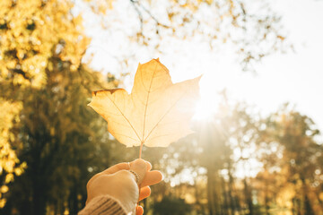 A person holds a yellow autumn leaf in his hand in close-up in sunlight. Autumn leaves in the park. Autumn background.