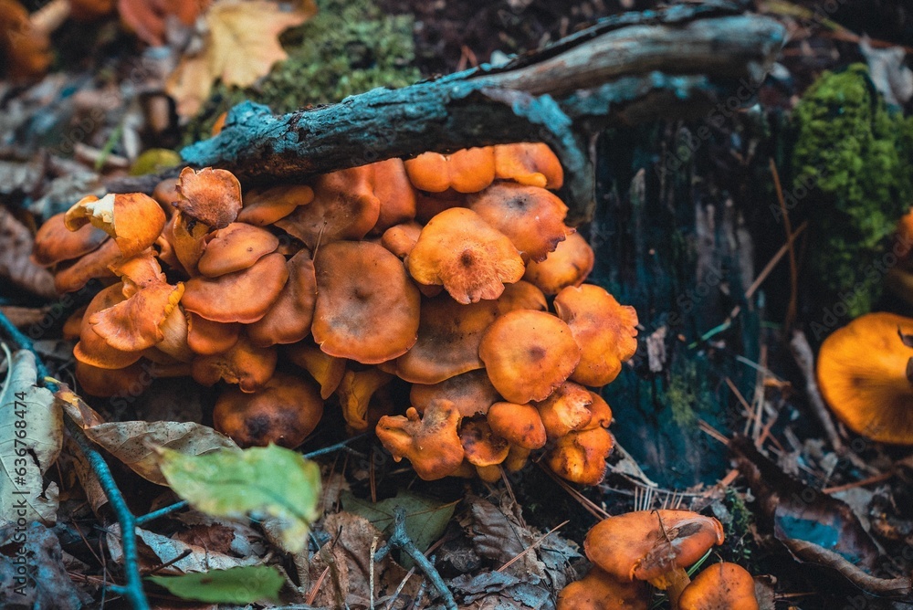 Poster cluster of mushrooms growing on the tree branch in a forest