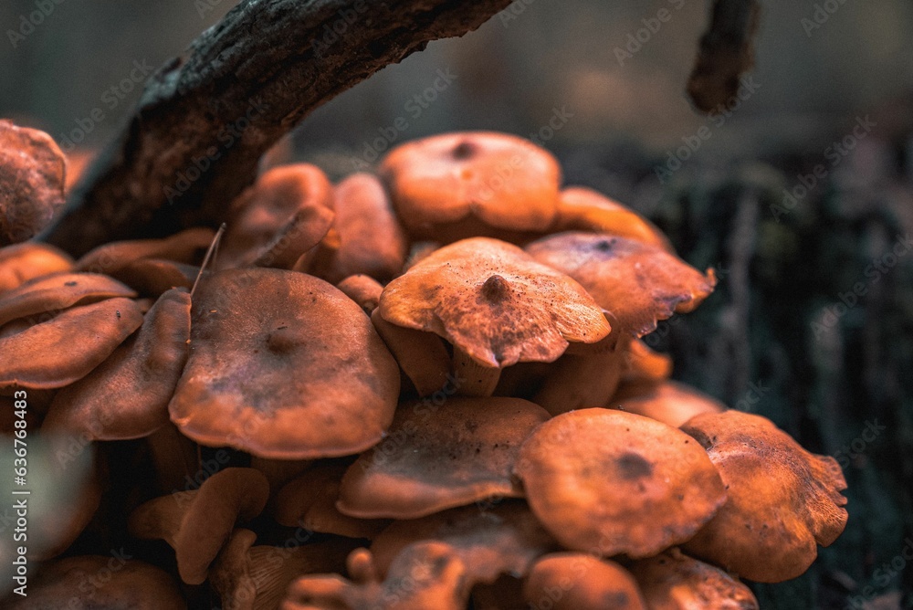 Poster cluster of mushrooms growing on the tree branch in a forest