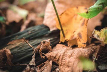 Closeup of a tiny frog perched on dried leaves on the ground