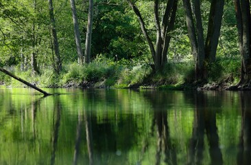 Fototapeta na wymiar Beautiful shot of the tranquil Drawa River in a lush forest in Poland