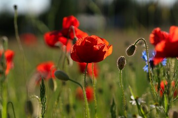 Beautiful shot of blooming bright red poppies on a field
