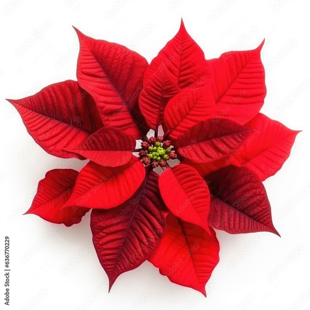 Poster beautiful poinsettia isolated on white background top view created with generative ai technology.