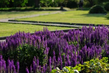Beautiful shot of blooming purple salvia flowers in a park - obrazy, fototapety, plakaty