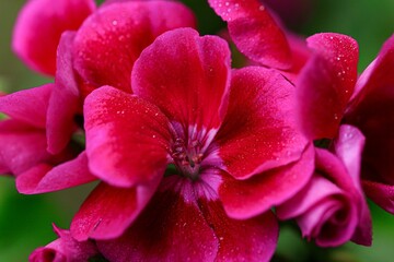Fototapeta na wymiar Closeup shot of a cluster of pink Geranium.