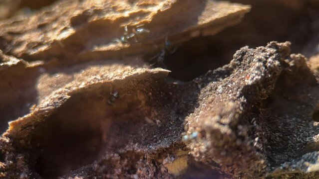 Ant Colony On A Log