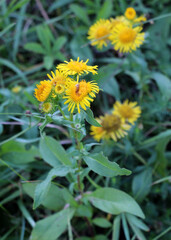 Pentanema britannicum (Inula britannica) blooms in the wild in summer.