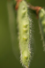 Closeup of a vibrant hairy green plant growing in a lush outdoor field
