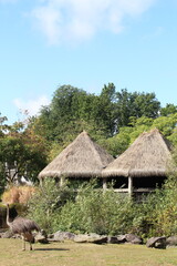 Ostrich near the traditional-style buildings with straw-thatched roofs in a lush grassy park