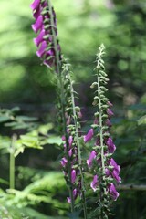 Vertical close-up view of lady's glove floral plants petals growing in the greenery
