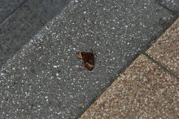 Moth on the city sidewalk
