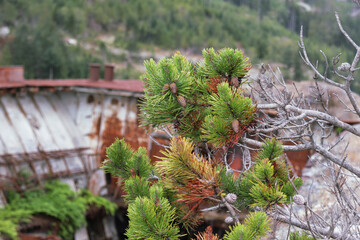 small tree growing out of a shipwreck on the beach