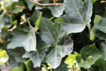 Closeup of a cobweb against the background of the green leaves.
